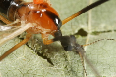Limonia nigropunctata