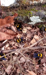 Bombus transversalis