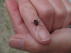 Amblyomma triguttatum