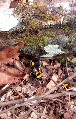 Bombus transversalis