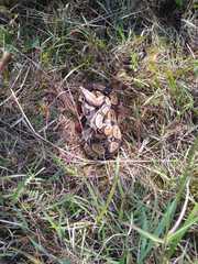 Boa constrictor constrictor