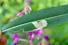 Mompha raschkiella