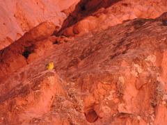 Sicalis olivascens