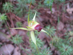 Caladenia infundibularis