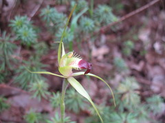 Caladenia infundibularis