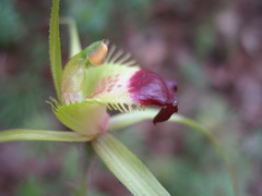 Caladenia infundibularis