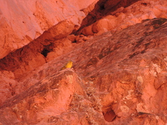 Sicalis olivascens