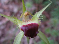 Caladenia infundibularis