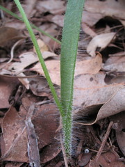 Caladenia infundibularis