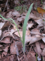 Caladenia infundibularis