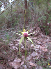 Caladenia infundibularis