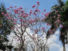Handroanthus
