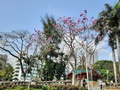 Handroanthus