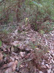 Caladenia infundibularis