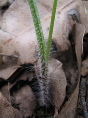 Caladenia infundibularis