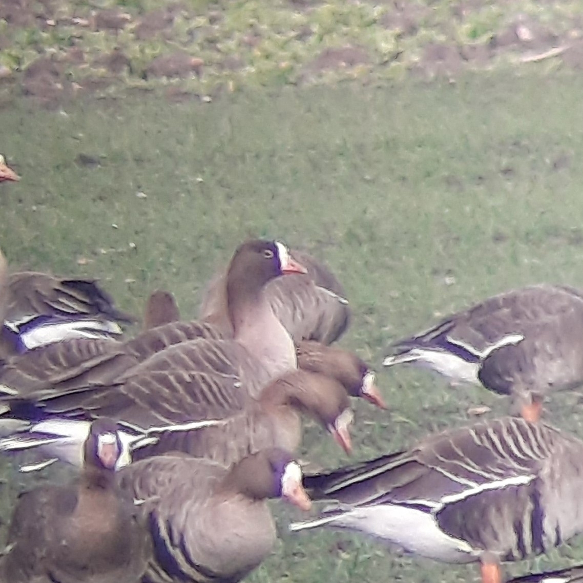 Lesser White-fronted Goose (Anser erythropus)