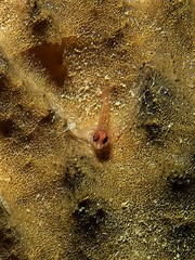 Helcogramma decurrens