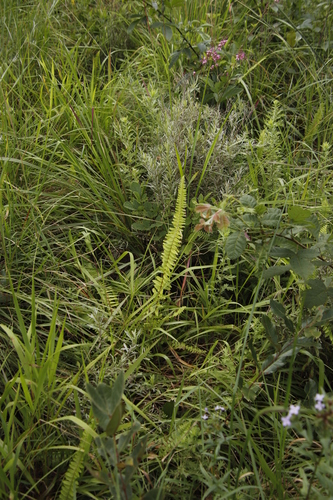 Annual Swordfern (Nephrolepis undulata)