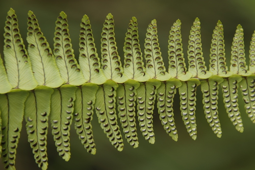 Image of Nephrolepis undulata by (c) Tony Rebelo, some rights reserved (CC BY-SA)