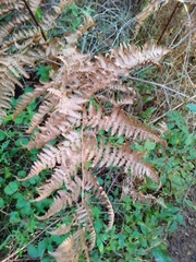 Pteridium aquilinum capense