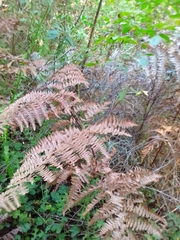 Pteridium aquilinum capense