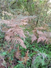 Pteridium aquilinum capense