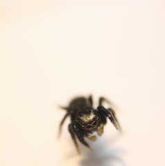 Heliophanus canariensis