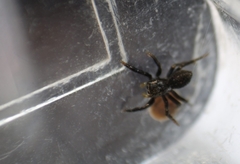 Heliophanus canariensis