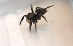 Heliophanus canariensis