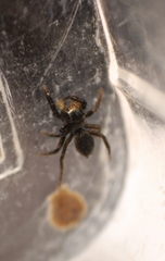 Heliophanus canariensis