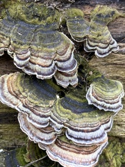 Trametes versicolor