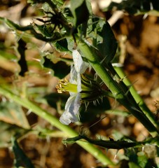 Codon