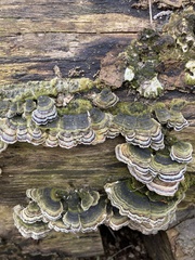 Trametes versicolor