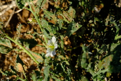 Codon