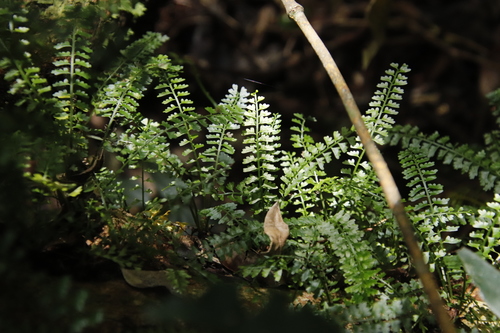 Image of Asplenium sandersonii by (c) Tony Rebelo, some rights reserved (CC BY-SA)