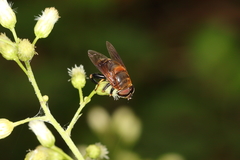 Palpada ruficeps