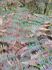 Pteridium aquilinum capense