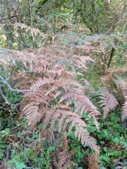 Pteridium aquilinum capense