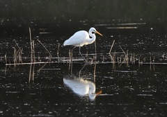 Ardea alba