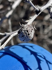 Tanaostigmodes howardii