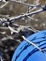 Tanaostigmodes howardii