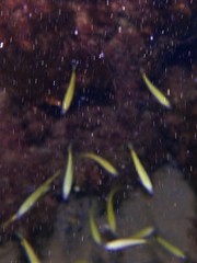 Caesioscorpis theagenes