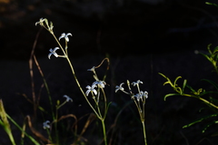 Kohautia caespitosa brachyloba