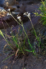 Kohautia caespitosa brachyloba