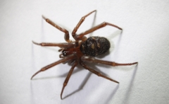 Steatoda grossa