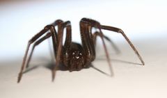Steatoda grossa