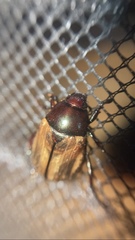 Paranomala testaceipennis