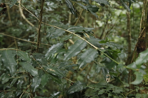 African Onionwood (Cassipourea malosana)