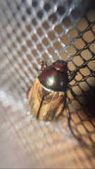 Paranomala testaceipennis