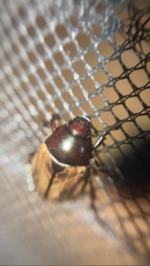 Paranomala testaceipennis